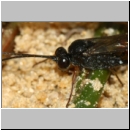 Aptesini spp - Schlupfwespe w02e 9mm - Sandgrube Niedringhaussee det06.jpg